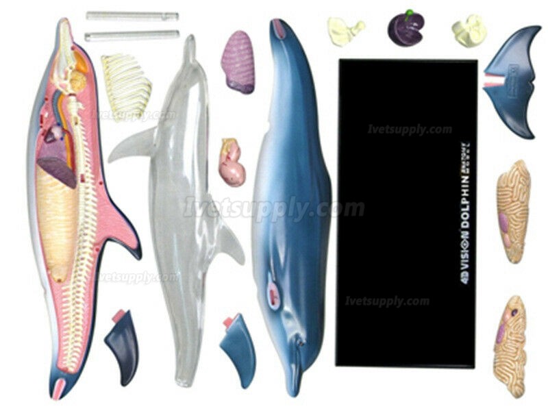 Dolphin Anatomy Modell Teaching Model Assembled Toy